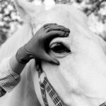 EquineAlly | Routine and preventive health | Veterinarian Ally Horses | Dr. Kappelgaard Sury